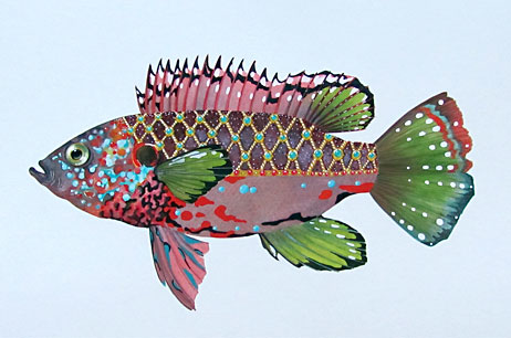African Jewel Fish 4017-13